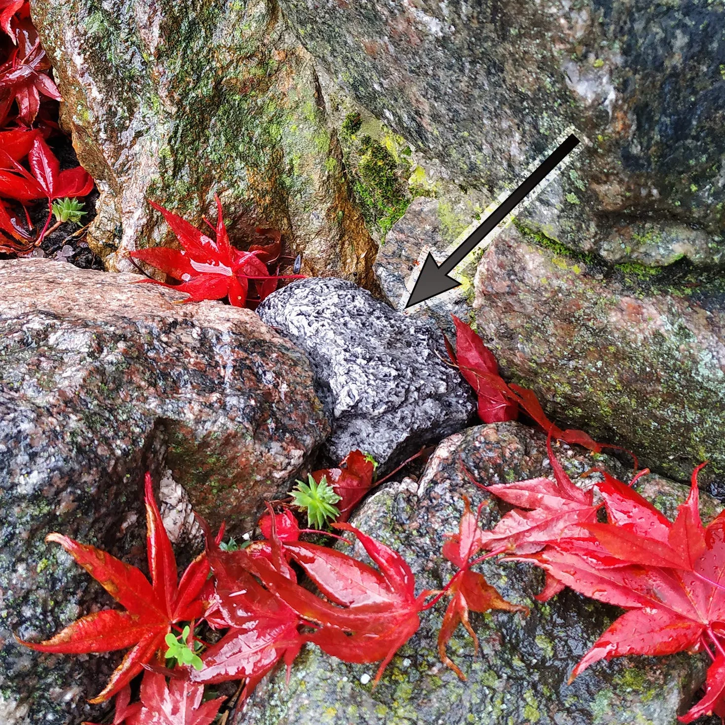 Osłona klucza XL Kamienna skrytka geocachette do samochodu
